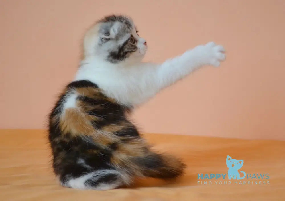 Julija Scottish Fold female black tortie tabby bicolour live animals