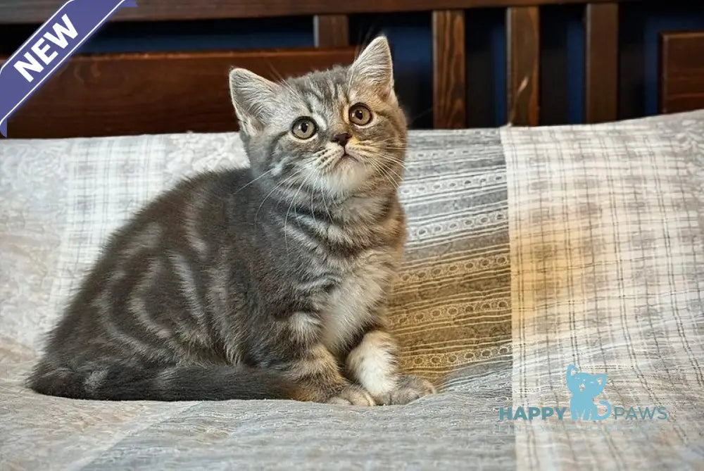 Julija Scottish Straight female blue silver tabby live animals