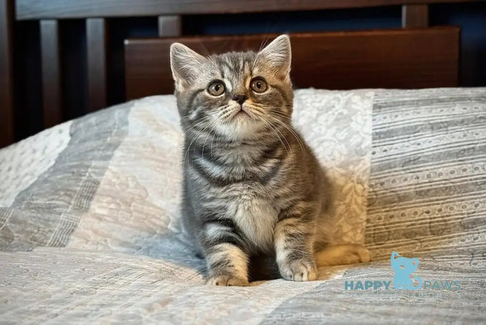 Julija Scottish Straight female blue silver tabby live animals