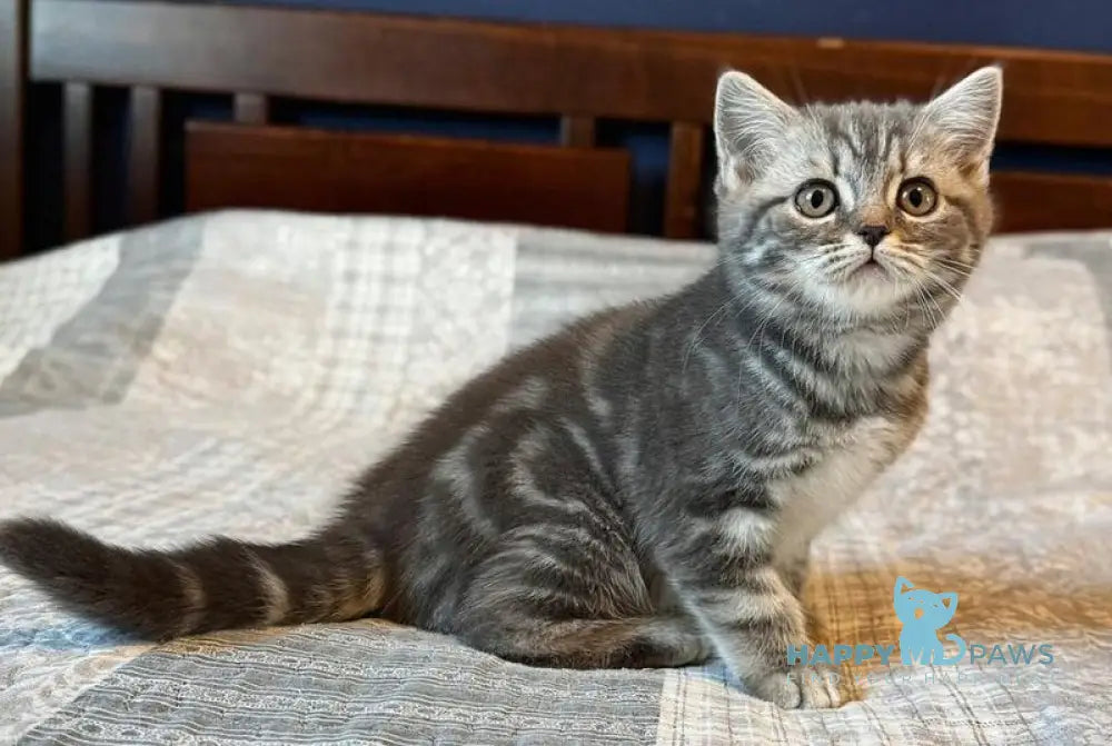 Julija Scottish Straight female blue silver tabby live animals