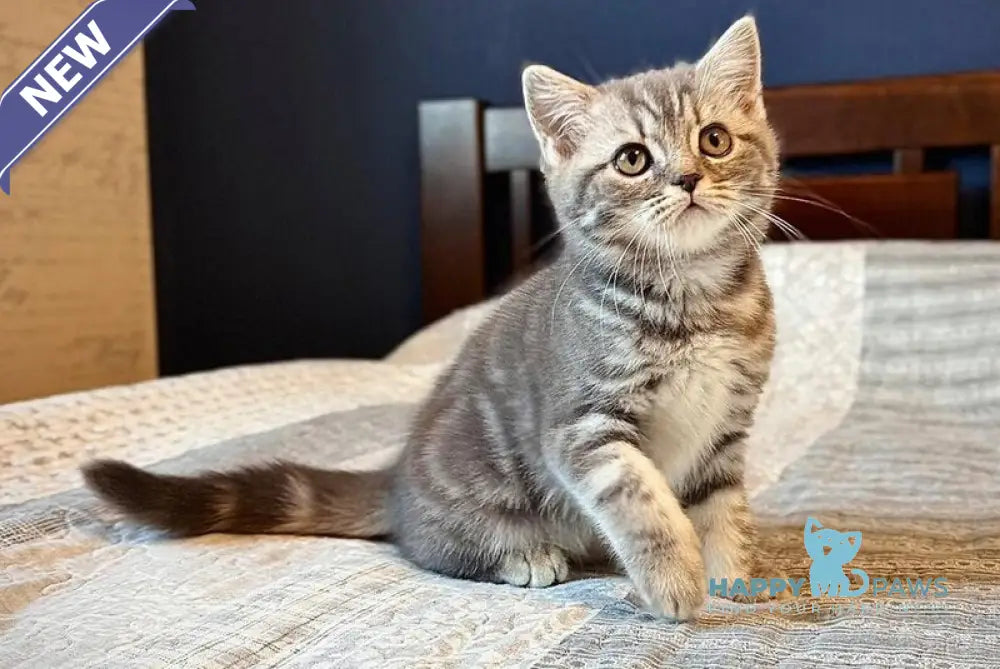 Julija Scottish Straight female blue silver tabby live animals