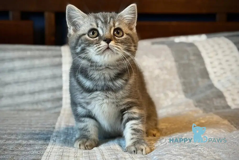 Julija Scottish Straight female blue silver tabby live animals