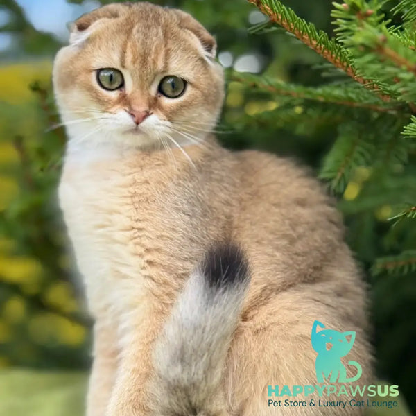 Juliya Scottish Fold female black golden shaded - live animals