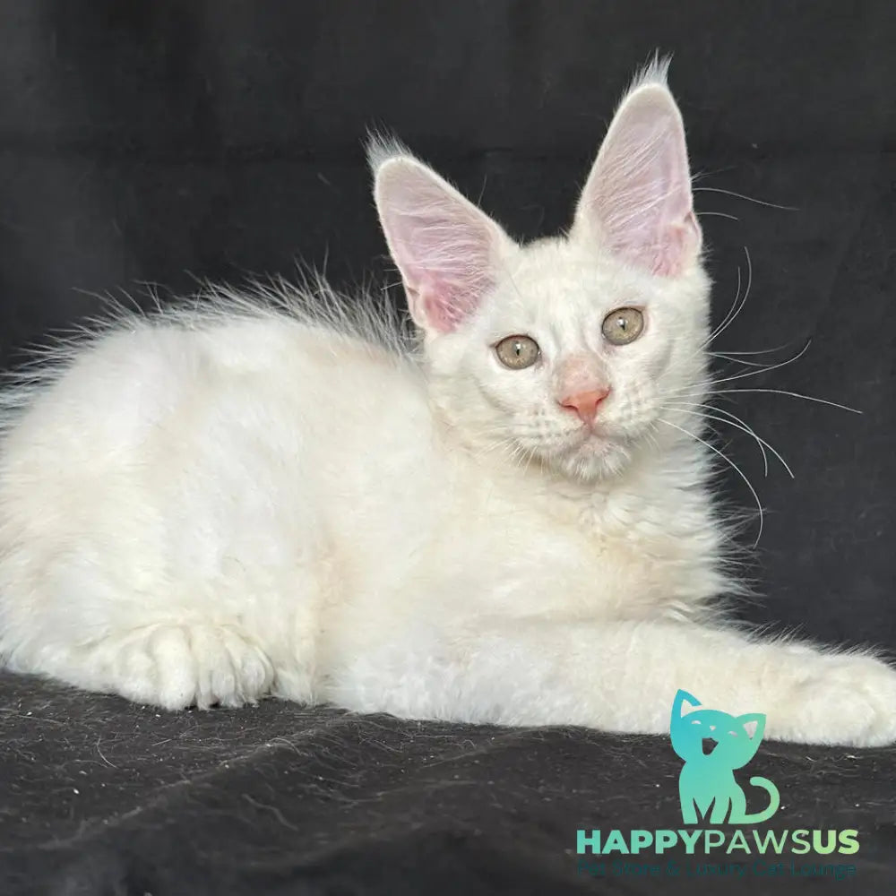 Jumbo Maine Coon polydactyl 6x6x6x6 male red silver shaded - live animals