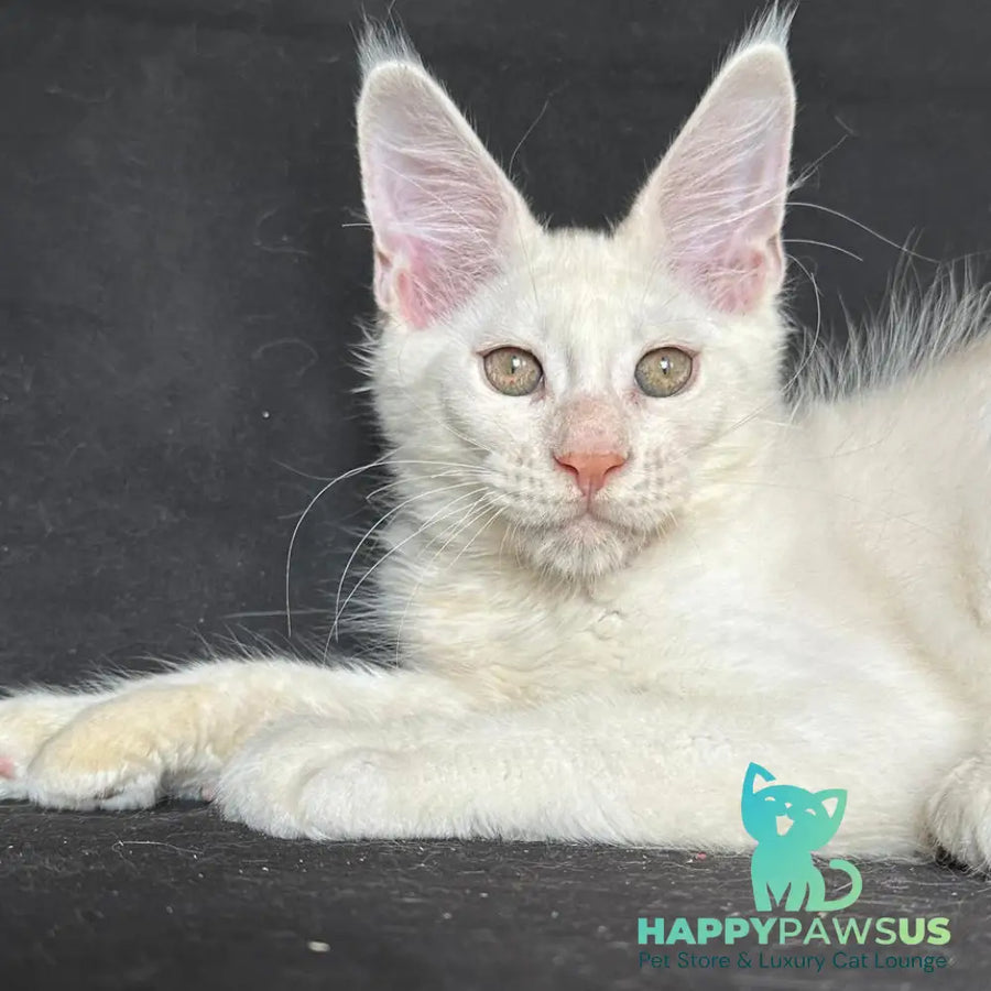 Jumbo Maine Coon polydactyl 6x6x6x6 male red silver shaded - live animals