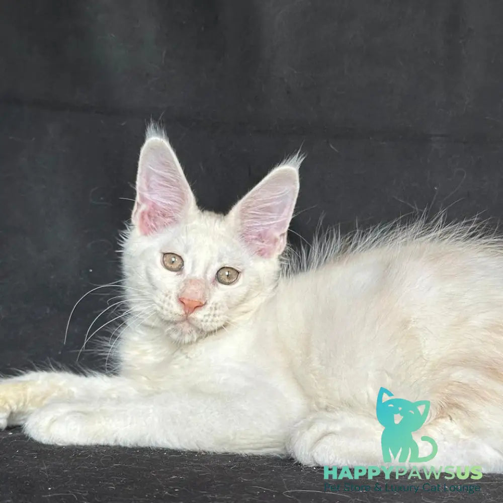 Jumbo Maine Coon polydactyl 6x6x6x6 male red silver shaded - live animals