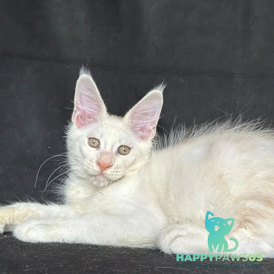 Jumbo Maine Coon polydactyl 6x6x6x6 male red silver shaded - live animals