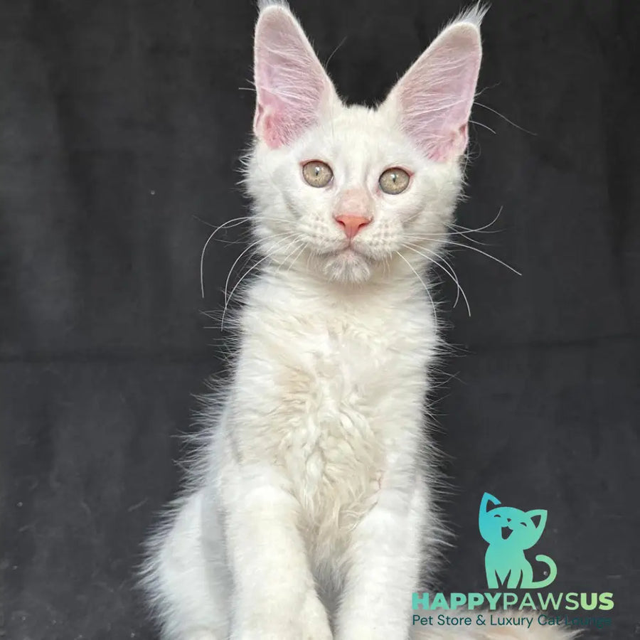 Jumbo Maine Coon polydactyl 6x6x6x6 male red silver shaded - live animals