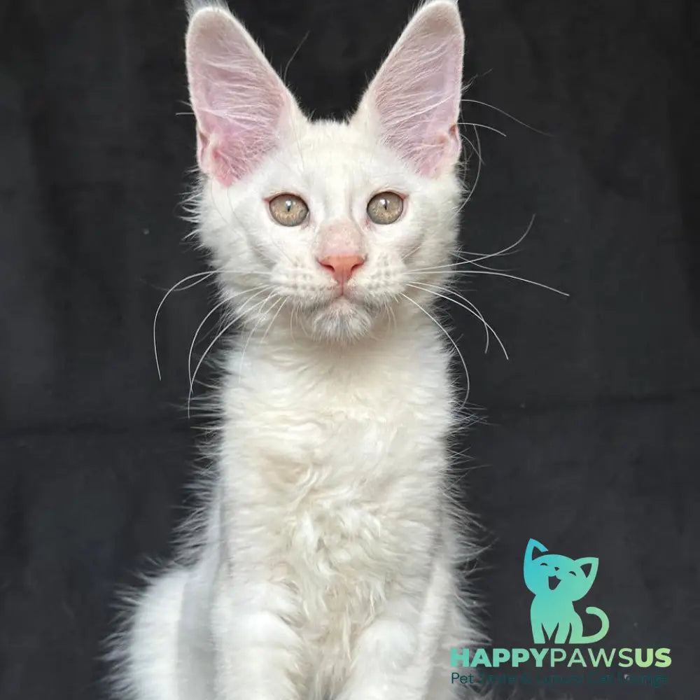 Jumbo Maine Coon polydactyl 6x6x6x6 male red silver shaded - live animals