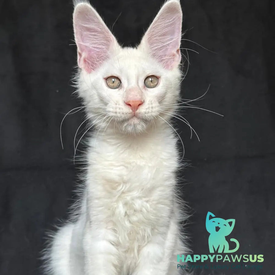 Jumbo Maine Coon polydactyl 6x6x6x6 male red silver shaded - live animals