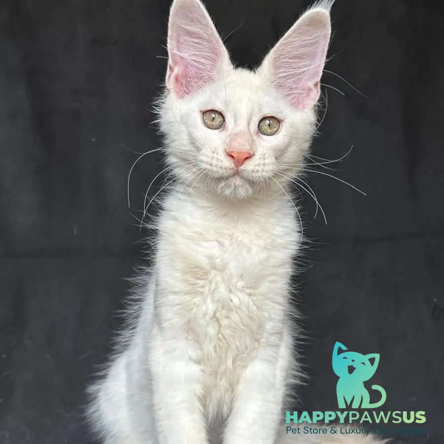 Jumbo Maine Coon polydactyl 6x6x6x6 male red silver shaded - live animals