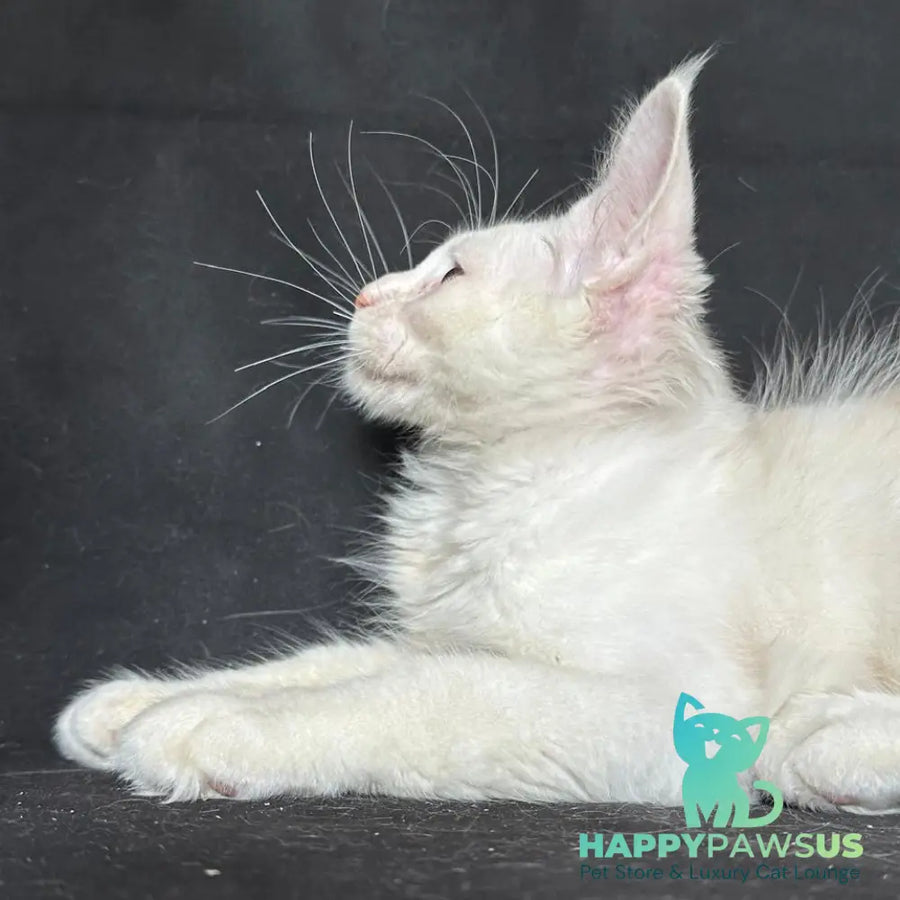 Jumbo Maine Coon polydactyl 6x6x6x6 male red silver shaded - live animals