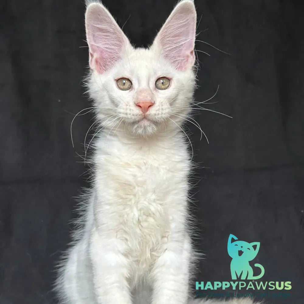 Jumbo Maine Coon polydactyl 6x6x6x6 male red silver shaded - live animals