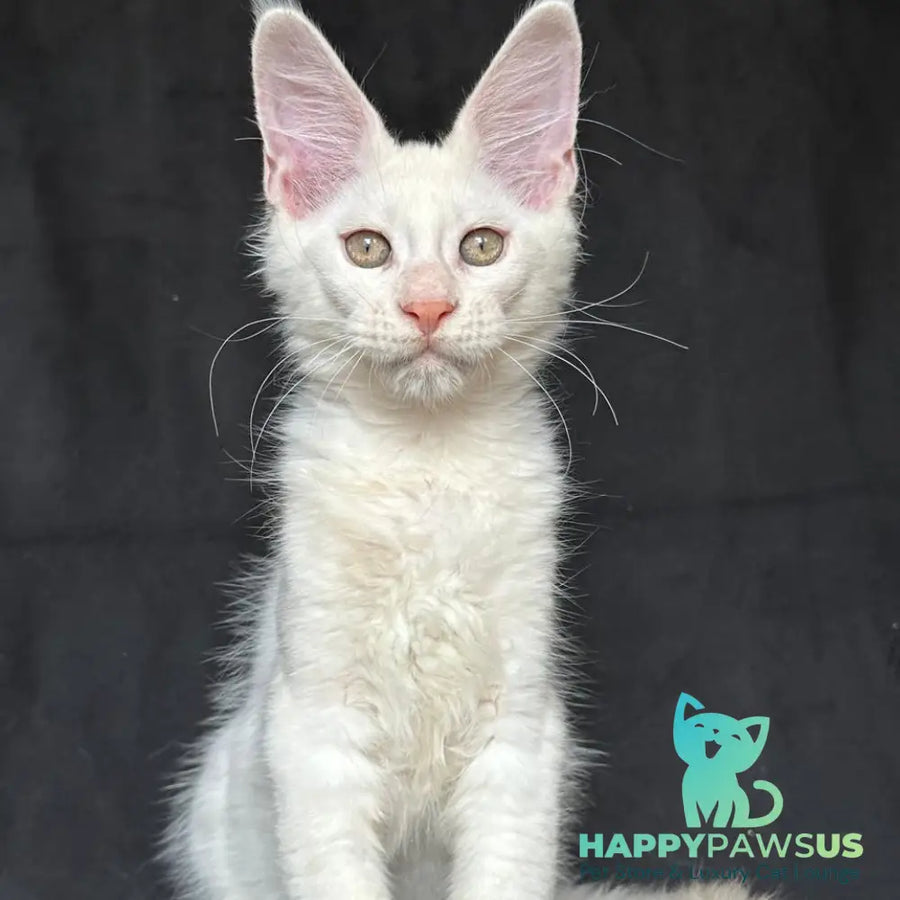 Jumbo Maine Coon polydactyl 6x6x6x6 male red silver shaded - live animals