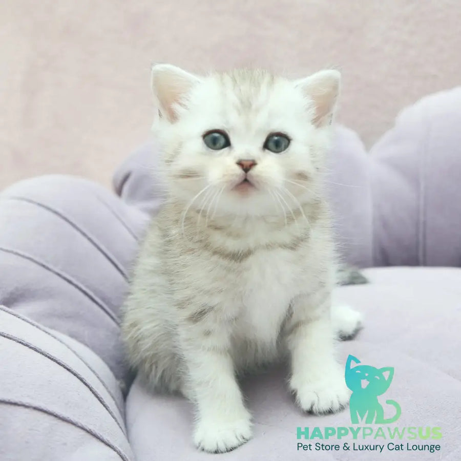 Jumi Scottish Straight female black silver spotted tabby - live animals