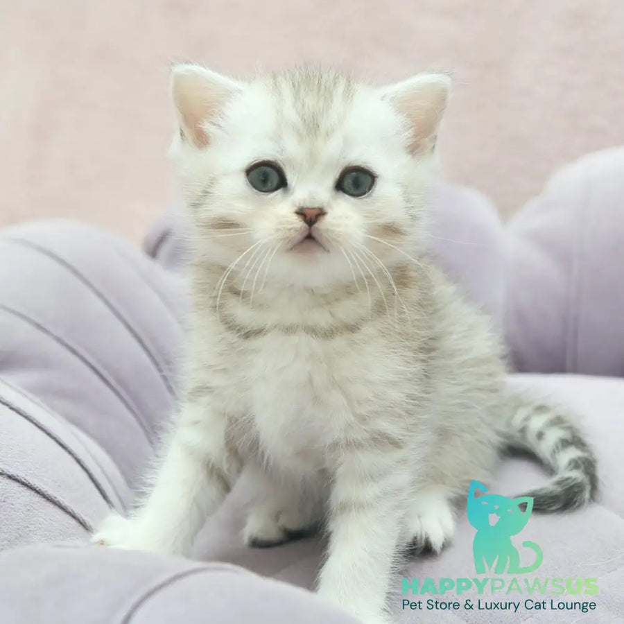 Jumi Scottish Straight female black silver spotted tabby - live animals
