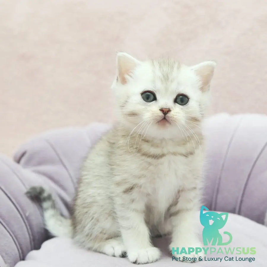 Jumi Scottish Straight female black silver spotted tabby - live animals