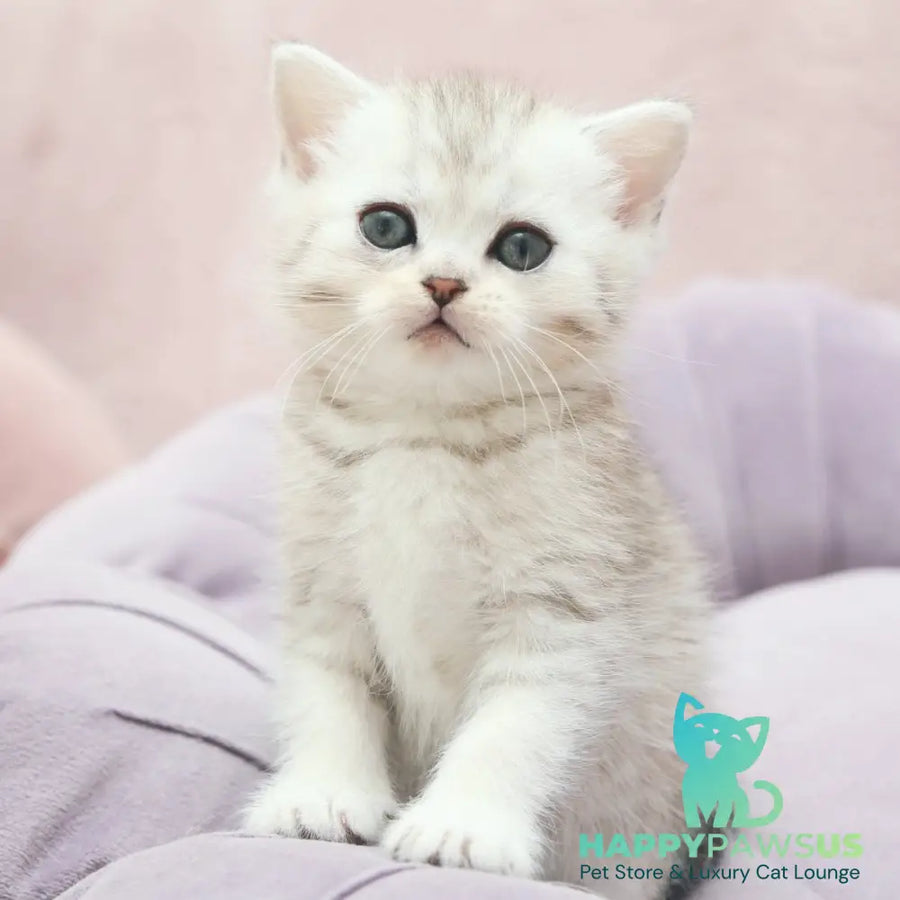 Jumi Scottish Straight female black silver spotted tabby - live animals