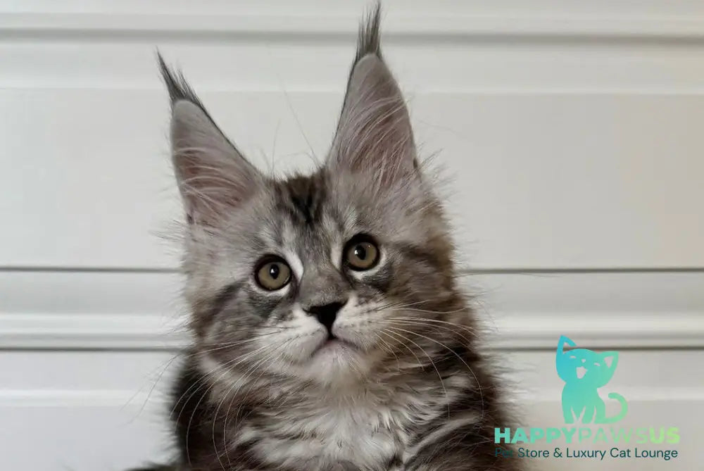 Juna Maine Coon male black silver tabby live animals