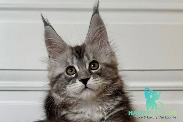 Juna Maine Coon male black silver tabby live animals