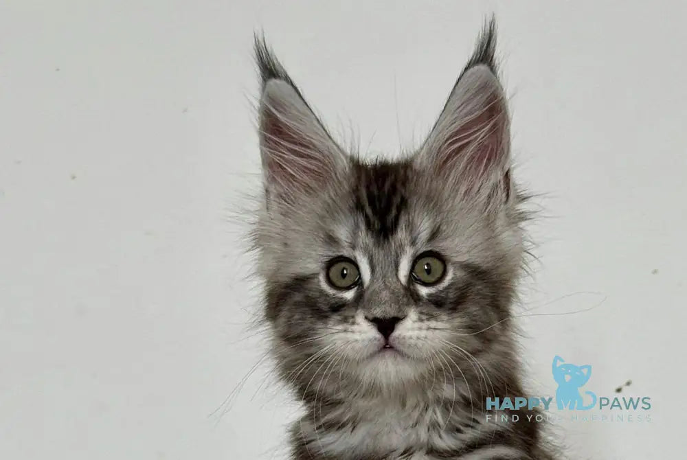 Juna Maine Coon male black silver tabby live animals