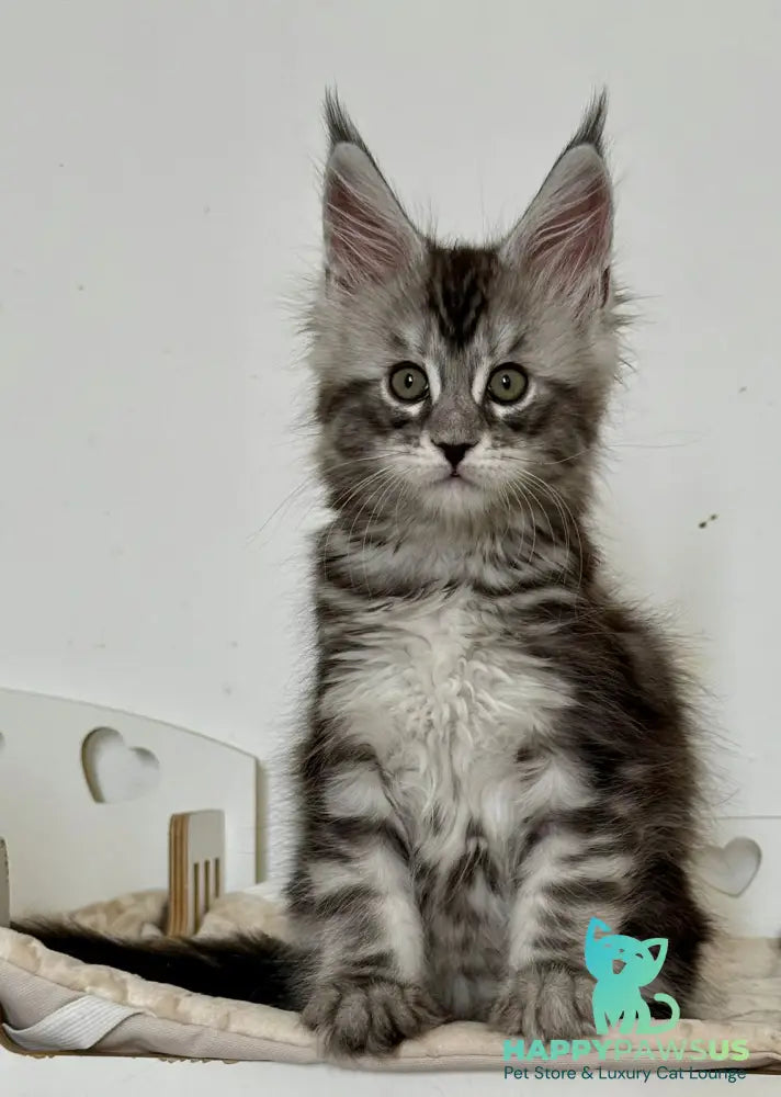 Juna Maine Coon male black silver tabby live animals