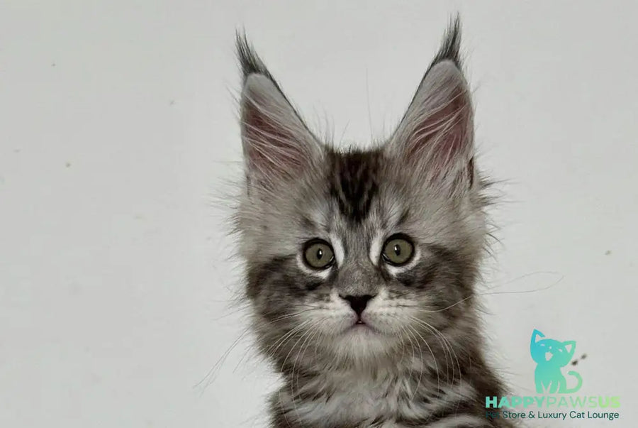 Juna Maine Coon male black silver tabby live animals