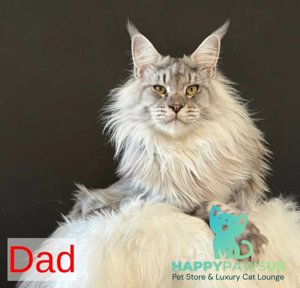 Juna Maine Coon male black silver tabby live animals
