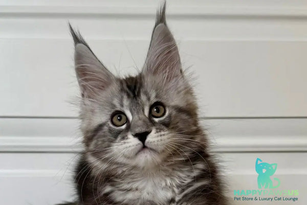 Juna Maine Coon male black silver tabby live animals