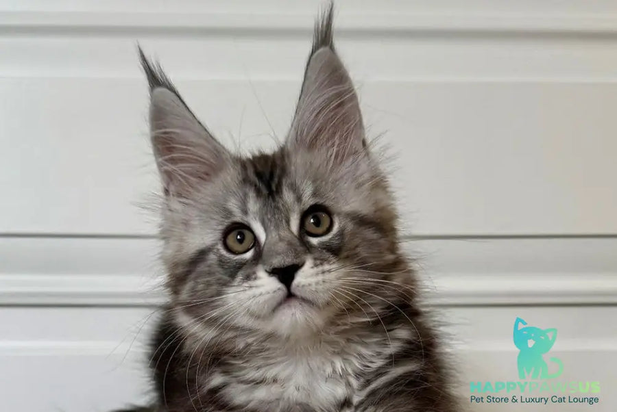 Juna Maine Coon male black silver tabby live animals