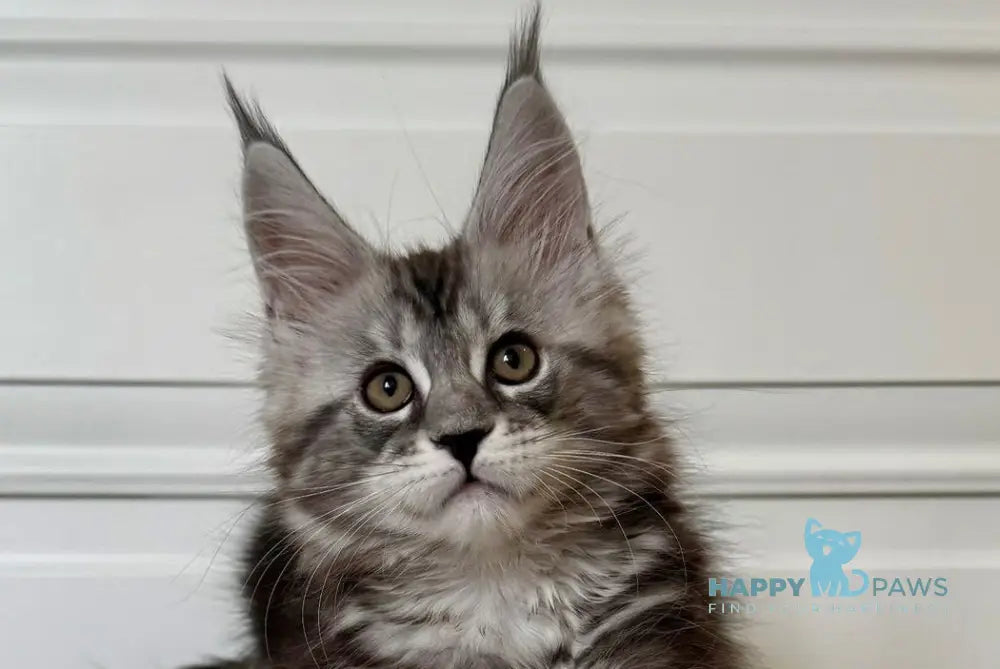 Juna Maine Coon male black silver tabby live animals