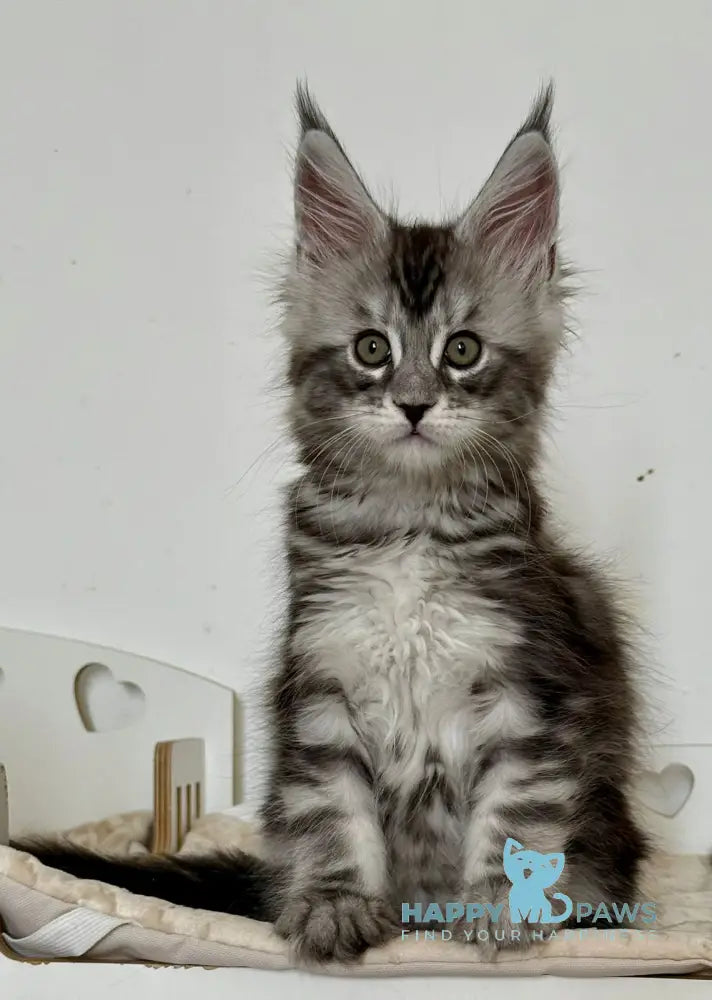 Juna Maine Coon male black silver tabby live animals