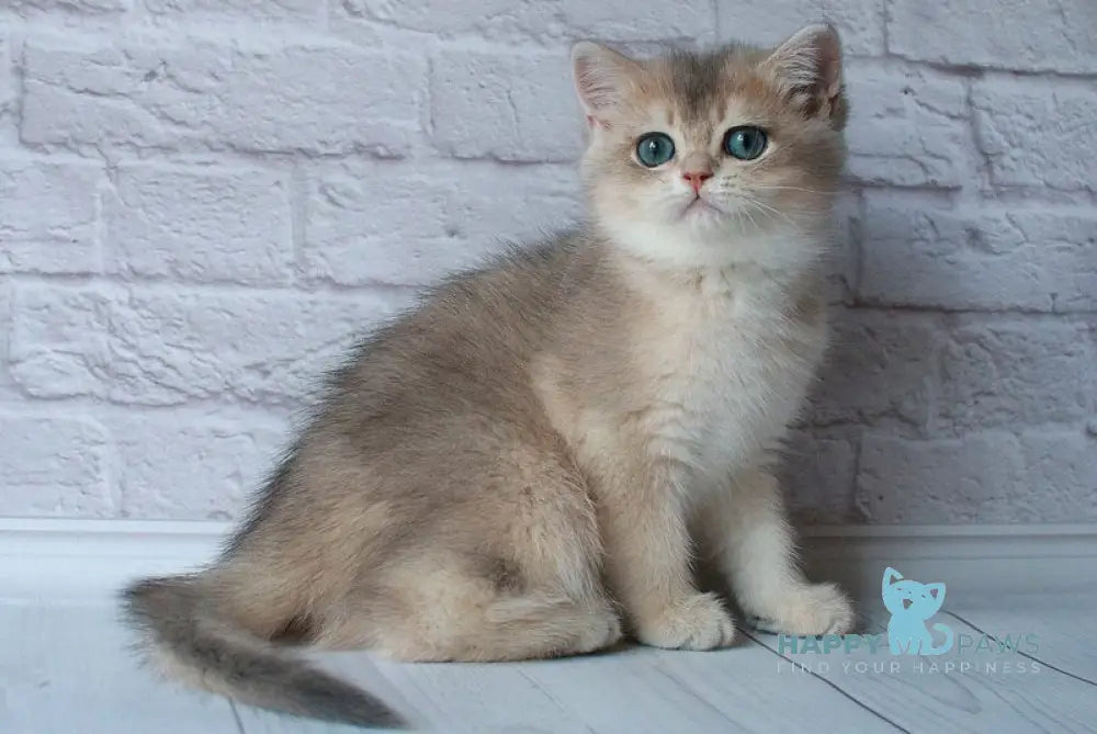 Junior British Shorthair male blue golden shaded live animals