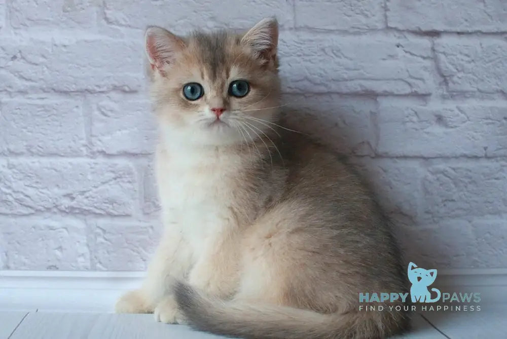 Junior British Shorthair male blue golden shaded live animals