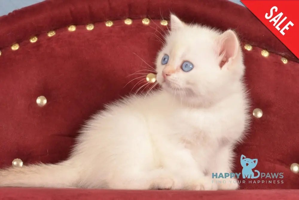 Junior British Shorthair male chocolate golden chinchilla pointed live animals