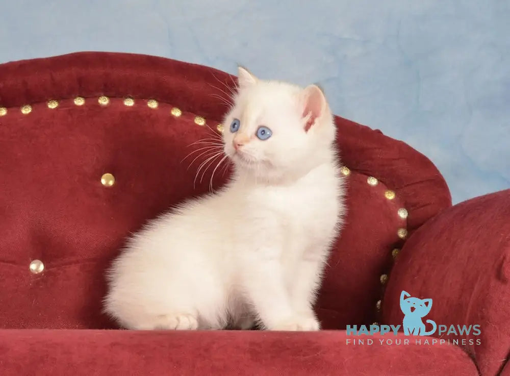 Junior British Shorthair male chocolate golden chinchilla pointed live animals