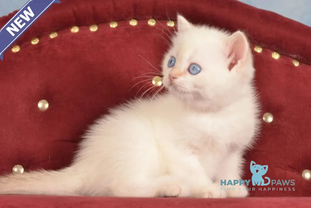 Junior British Shorthair male chocolate golden chinchilla pointed live animals