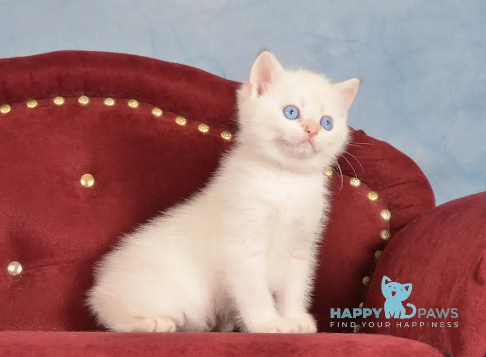 Junior British Shorthair male chocolate golden chinchilla pointed live animals
