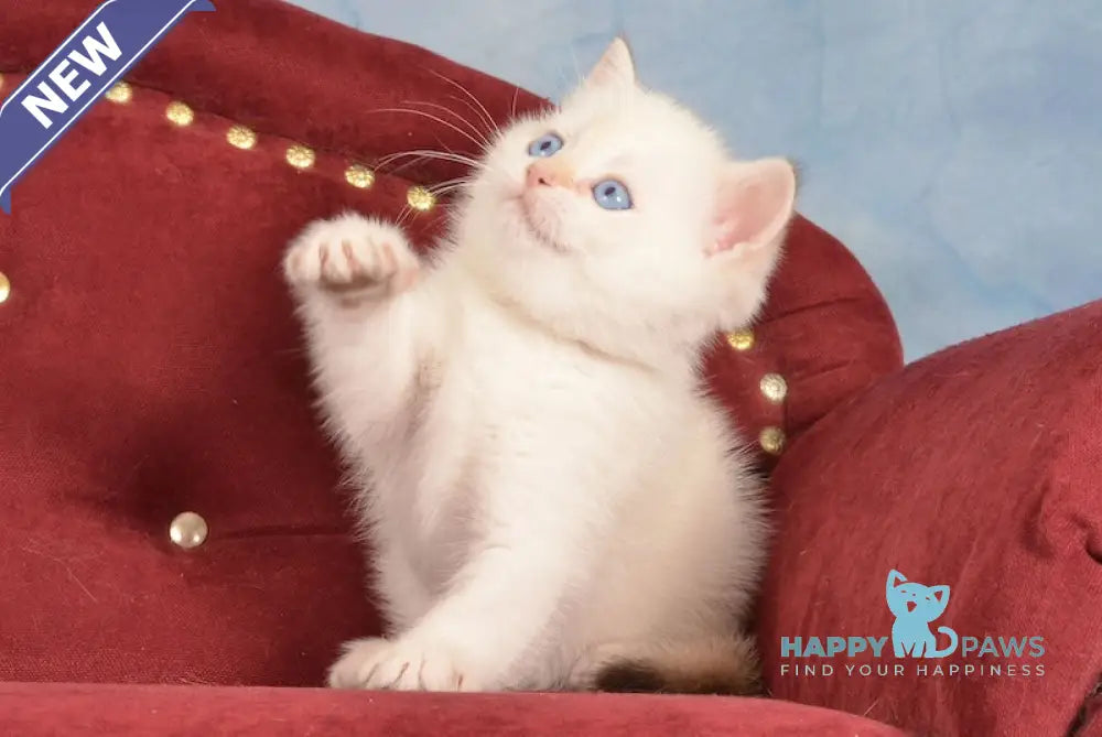 Junior British Shorthair male chocolate golden chinchilla pointed live animals