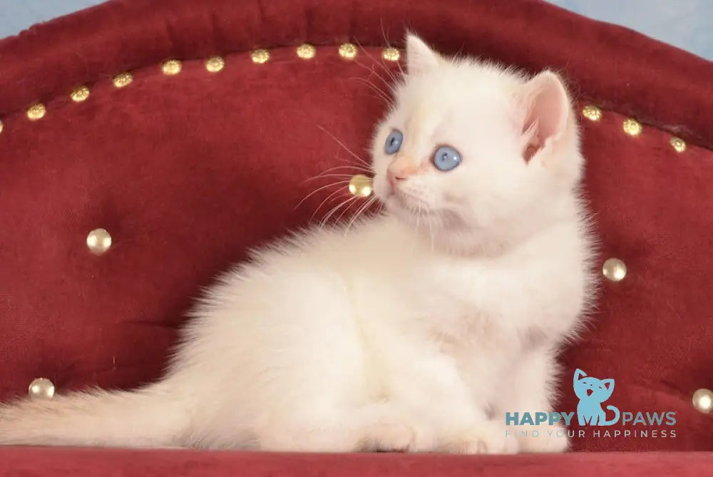 Junior British Shorthair male chocolate golden chinchilla pointed live animals