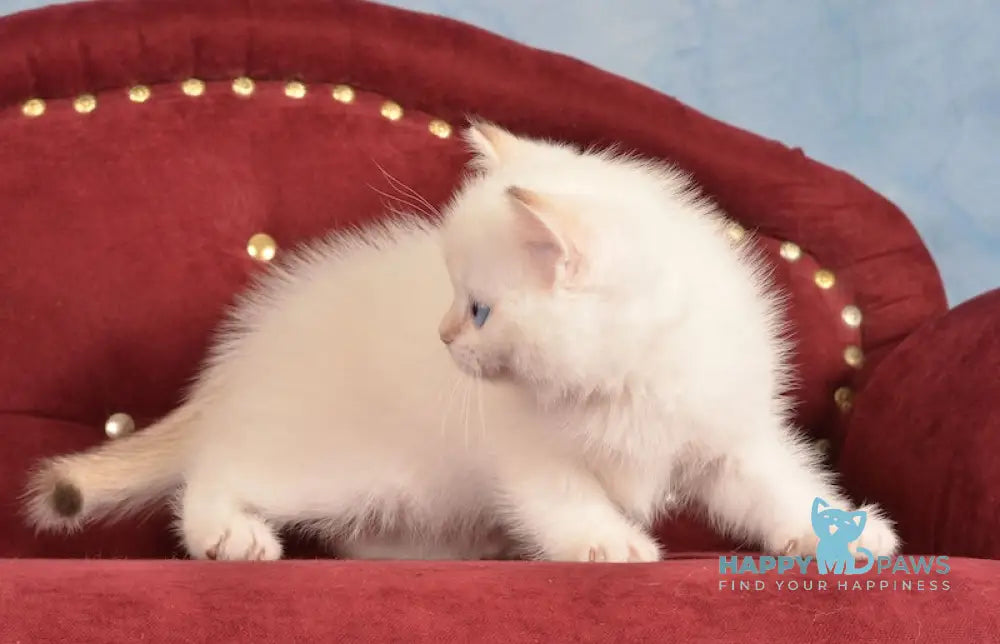Junior British Shorthair male chocolate golden chinchilla pointed live animals