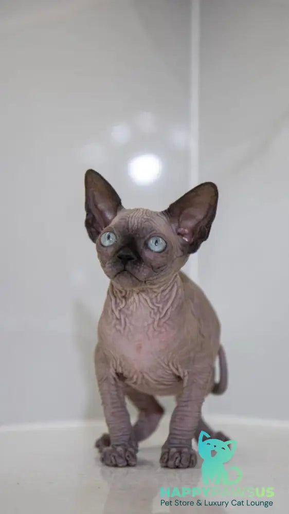 Junior Canadian Sphynx male black pointed - live animals