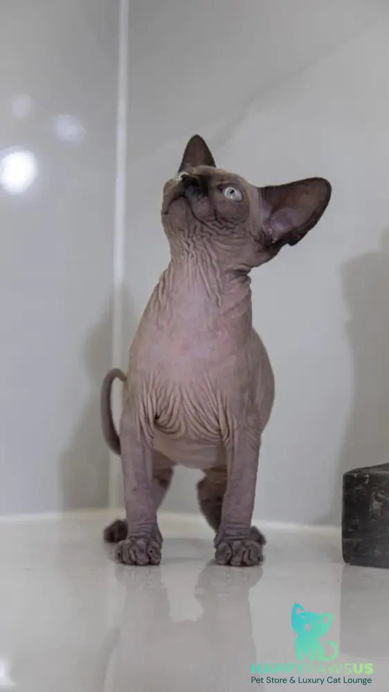 Junior Canadian Sphynx male black pointed - live animals