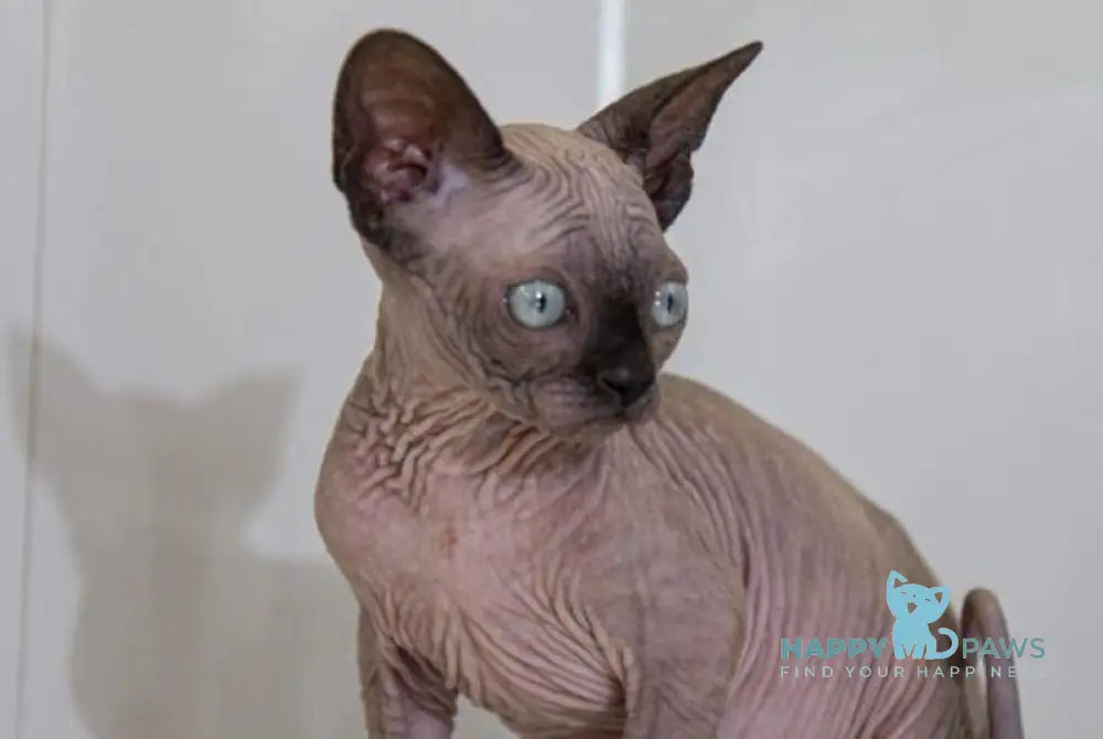 Junior Canadian Sphynx male black pointed - live animals