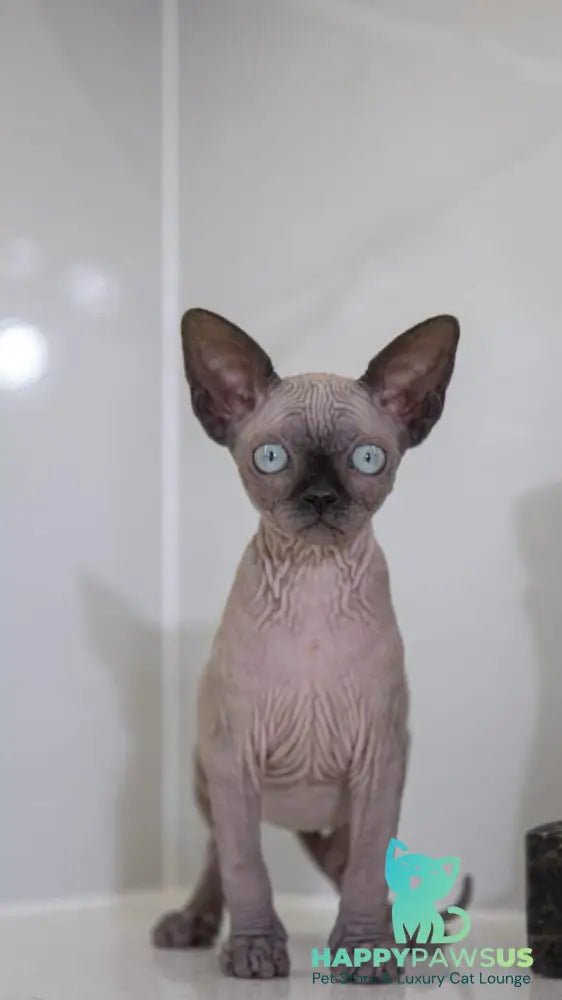 Junior Canadian Sphynx male black pointed - live animals