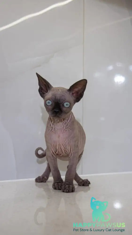 Junior Canadian Sphynx male black pointed - live animals