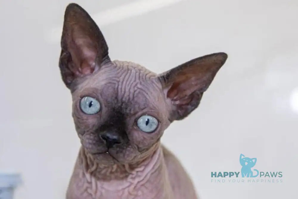 Junior Canadian Sphynx male black pointed - live animals