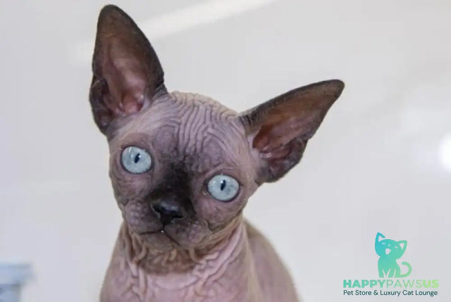 Junior Canadian Sphynx male black pointed - live animals