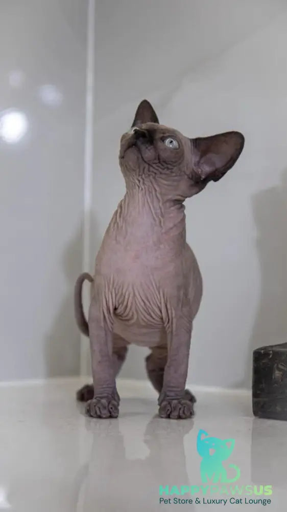 Junior Canadian Sphynx male black pointed - live animals