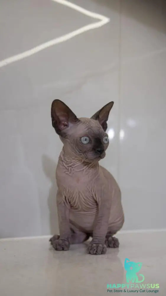Junior Canadian Sphynx male black pointed - live animals